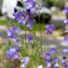 Hivatalosan is átadták a Kossuth utca felújított szakaszát