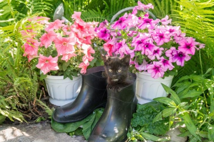 Hogy a macskák elkerüljék a kerted