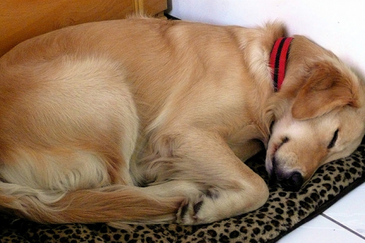 Újabb ember-kutya párhuzam – alvás közben így jár az agyuk