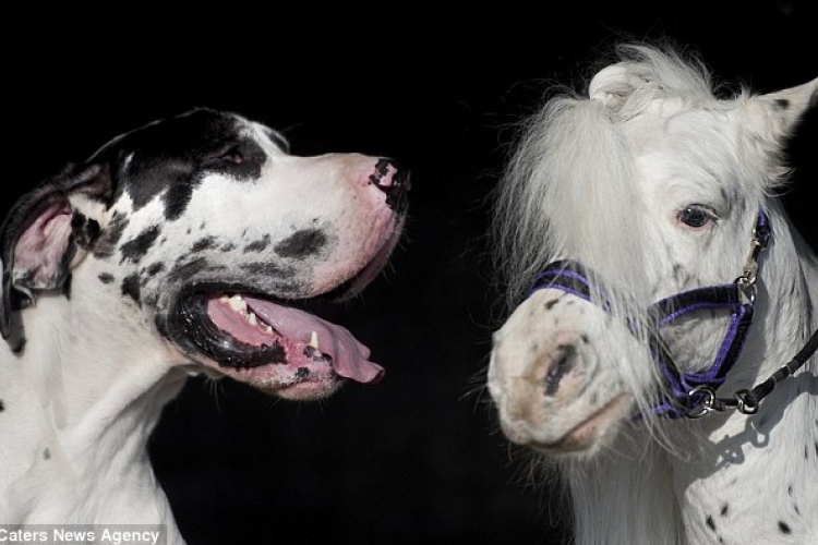 Egy dán dog lett a törpeló legjobb barátja