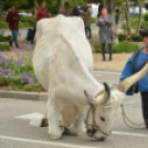 Felvonulással vette kezdetét a pásztortalálkozó