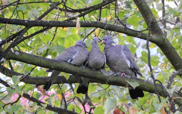 Mi a helyzet a madarakkal Félegyházán?