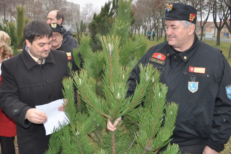 Fenyőket osztottak a Petőfi lakótelepen