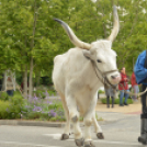 Felvonulással vette kezdetét a pásztortalálkozó