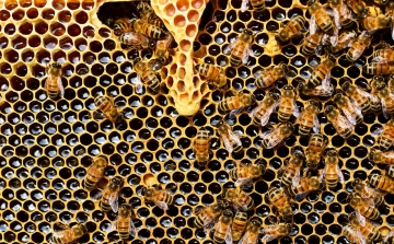 Európai szintű összefogást sürget a méhészek érdekében az agrárminiszter