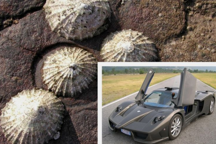 Szupersportkocsi tengeri csigából?!