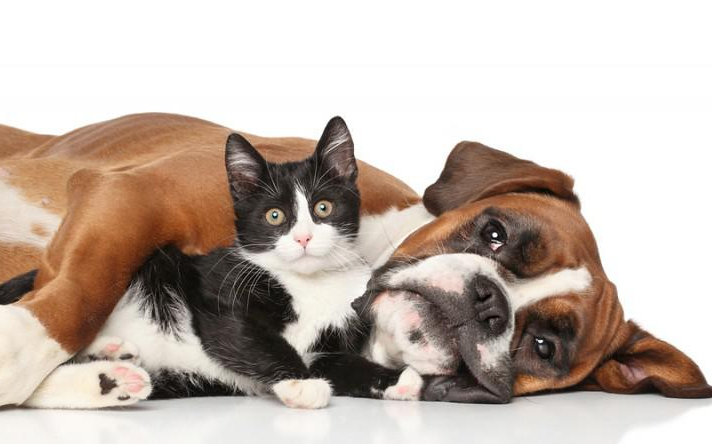 2021 óta országszerte több mint 30 ezer kutyát és macskát ivartalanítottak