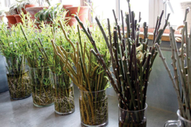 Gyökereztessünk növényt