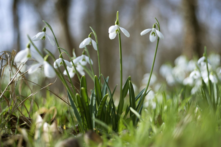 A hóvirág lett az év vadvirága