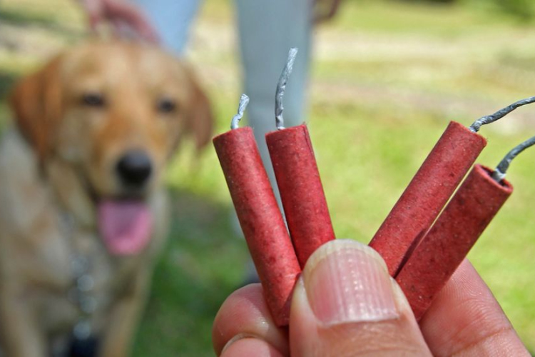 Petárdastopot kérnek az állatvédők szilveszterre
