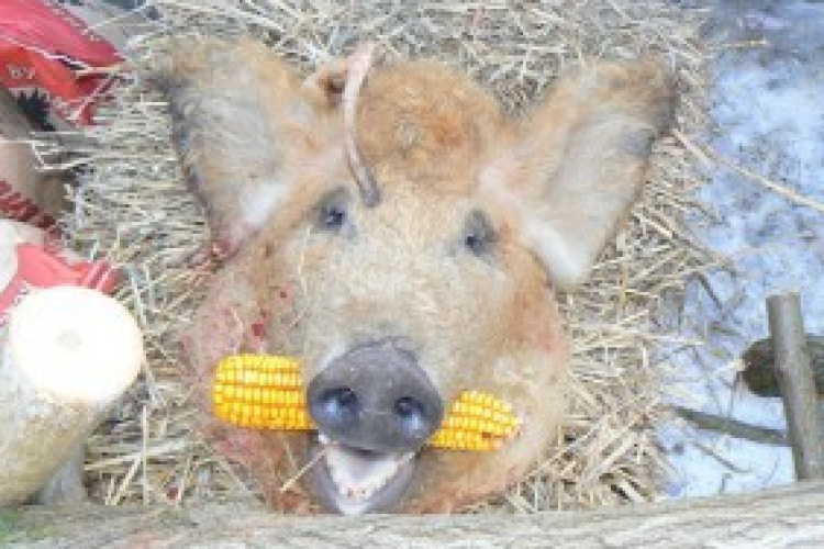 A mezőgecsei böllérversenyen bizonyítottak a királyi szakácsok