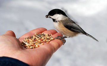 Így járhatunk kedvenc madaraink kedvében a télen