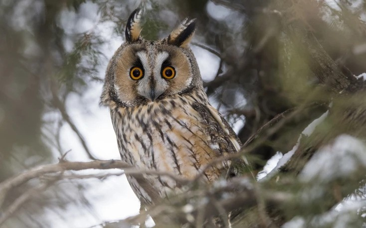 Örülnek a gazdálkodók: óriási pusztítást végeztek az erdei fülesbaglyok