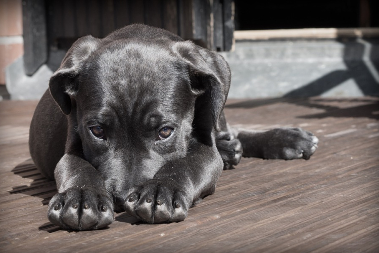 A kiskutyák az emberektől és felnőtt fajtársaiktól egyaránt képesek tanulni