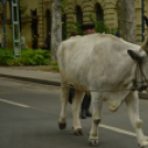 Felvonulással vette kezdetét a pásztortalálkozó