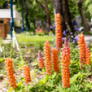 Hivatalosan is átadták a Kossuth utca felújított szakaszát