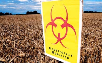 GMO-tilalom: Politikai megállapodás az uniós tagállamok között