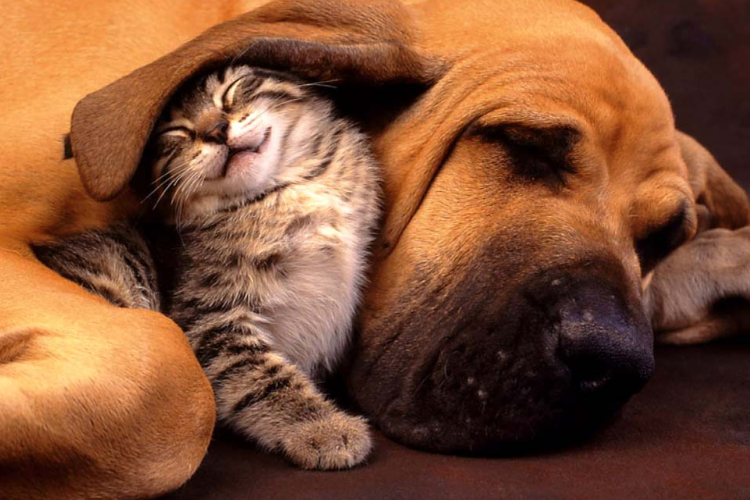 Kutyafajták, amelyek kijönnek a macskákkal