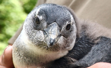 Bemutatta pápaszemes pingvinkolóniája legfiatalabb tagját a debreceni állatkert