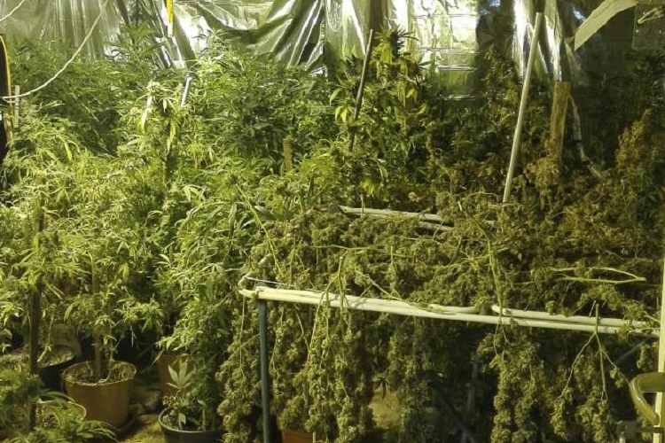 Cannabis-dzsungelt találtak a rendőrök egy ócsai házban – VIDEÓVAL