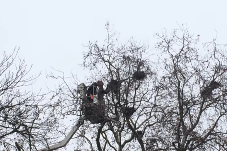 Megkezdődik a varjúfészkek eltávolítása