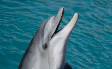 Szivaccsal kedveskedik választottjának a púposhátú delfin