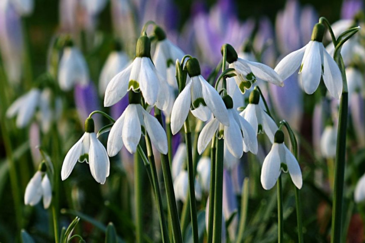 Igazi tavaszt hoz a hétvége