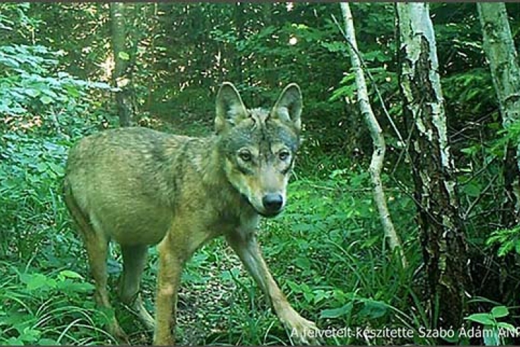 Békésen játszadozó farkaskölyköket örökített meg az Aggteleki kameracsapda